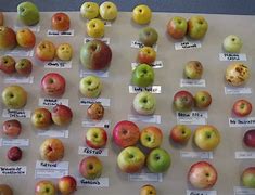 Image result for Apple Day Britain