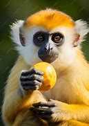 Image result for Monkey Eating Fruit