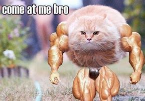 Image result for Bro What Cat Meme