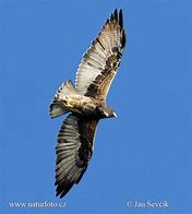 Image result for Buteo albicaudatus