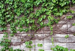Image result for Vine Wall Aesthetic