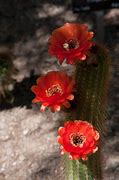 Image result for Argentine Hedgehog Cactus