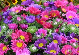 Image result for Richland Farmers Market WA