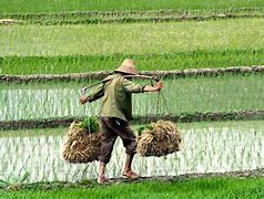 Image result for Chinese Farming