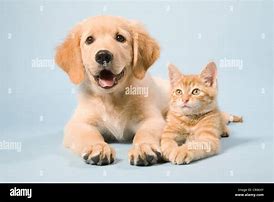 Image result for Dog and Cat Laying Down