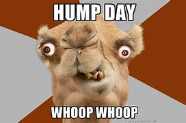 Image result for Hump Day Animals