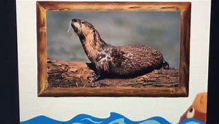 Image result for Baby Einstein Wild Animal Safari Otter