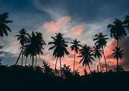 Image result for Supreme Palm Tree Wallpaper