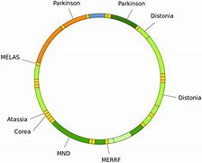 Image result for DNA Mitokondria