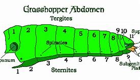 Image result for Grasshopper Abdomen