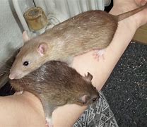 Image result for Cinnamon Rat