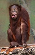 Image result for Animals to Make You Laugh