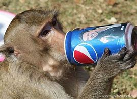 Image result for Funny Monkey Drinking