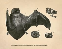 Image result for Vintage Bat Anatomy