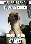 Image result for Poop Funny Cat Memes