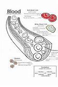 Image result for Plasma vs Interstitial Fluid