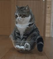 Image result for Funny Cats