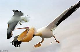 Image result for Pelican Eating Seagull