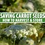 Image result for Carrot Growing Process