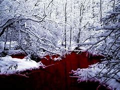 Image result for Red Winter Trees