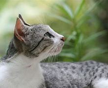 Image result for Finnster Cat