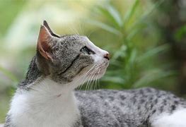 Image result for Aloof Cat