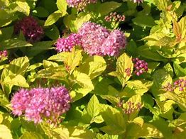 Image result for Spiraea japonica Golden Princess