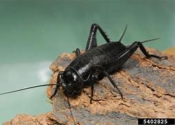 Image result for Gryllus Pennsylvanicus