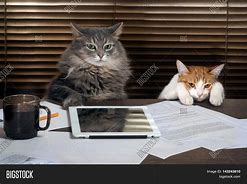 Image result for Cat Working in Office