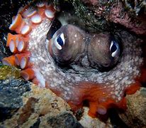 Image result for Octopus Hiding