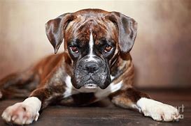 Image result for German Boxer Dog