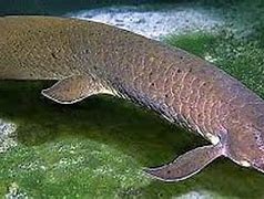 Image result for lung fish
