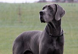 Image result for Top Large Dog Breeds