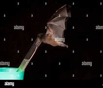 Image result for Tube Lipped Nectar Bat