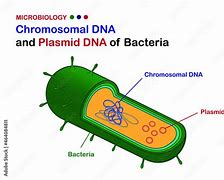 Image result for Plasmid DNA and gDNA