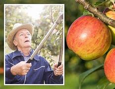 Image result for Wine Glass Pruned Apple Tree