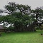 Image result for Baobab 6000 Years Old in Tanzania