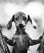 Image result for Hang in There Dog