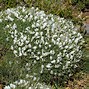 Image result for Astragalus angustiflorus