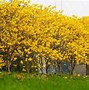 Image result for What Is the National Flower of Brazil
