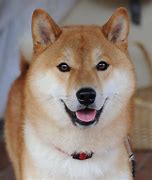 Image result for Shiba Inu Breeders