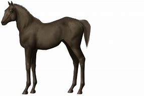 Image result for Navarrin Horse