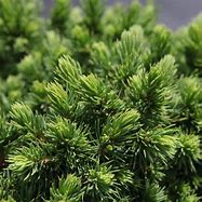 Picea glauca Alberta Globe ಗಾಗಿ ಇಮೇಜ್ ಫಲಿತಾಂಶ