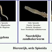 Bildergebnis für Gestekelde zandkokerworm Habitat. Größe: 183 x 185. Quelle: www.youtube.com