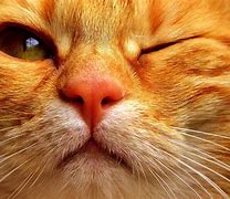 Image result for Funny Cat On Computer