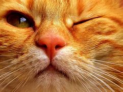 Image result for Orange Tabby Cat Meme