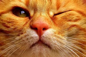 Image result for Orange Cat Brain Cell Meme