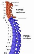 Image result for Spinal Cord Vertebrae Anatomy