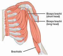 Image result for Biceps Brachii Anatomy Black and White