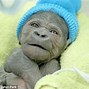 Image result for First Gorilla Born in Captivity